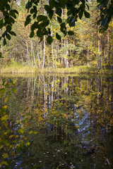 Swamp in wild taiga in autumn