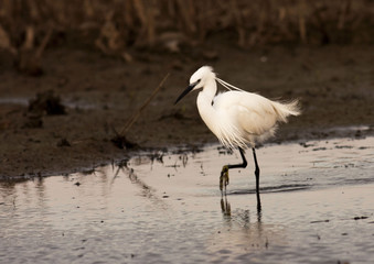 Little Egret (Egretta garzetta)