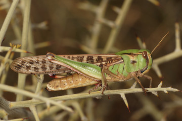 Grasshopper, Orthoptera, Caelifera