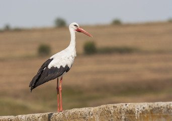 White Stork