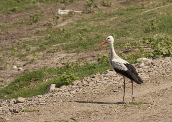 White Stork