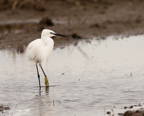 Little Egret (Egretta garzetta)