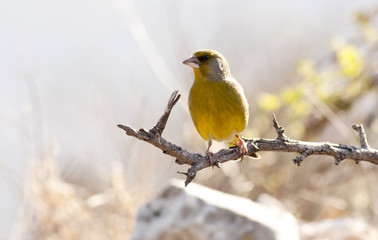 Greenfinch (Carduelis chloris)