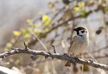 Obraz premium Mazurek