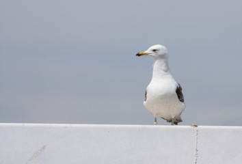 Yellow-legged Gull