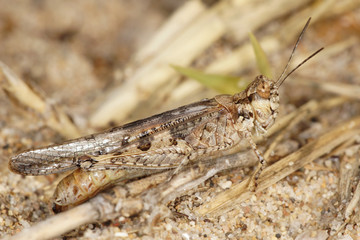 Grasshopper, Orthoptera, Caelifera