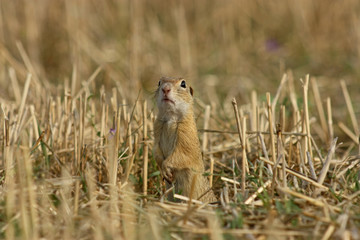 European ground squrrel