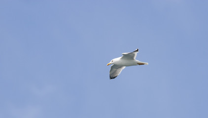 Caspian Gull