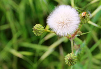 La boule blanche du pissenlit après floraison