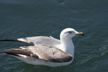 Fototapeta na wymiar Caspian Gull
