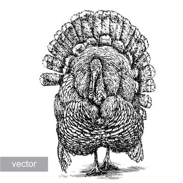 engrave turkey illustration
