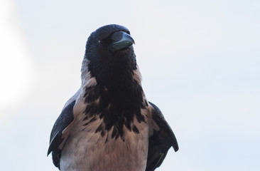 Hooded crow