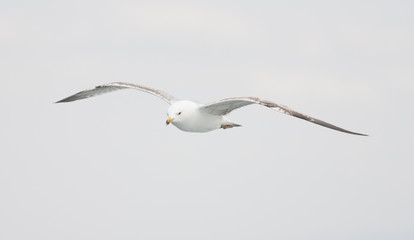 Caspian Gull