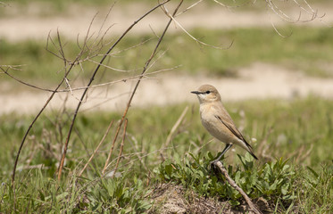 Isabelline wheatear (Oenanthe isabellina)