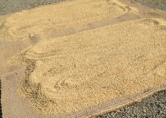 ムシロで籾米の天日干し