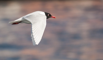 Mediterranean Gull in breeding plumage