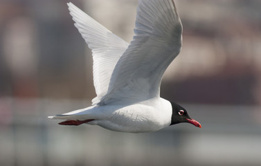 Mediterranean Gull in breeding plumage