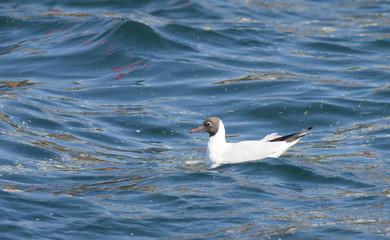 Black-headed Gull (Chroicocephalus ridibundus)