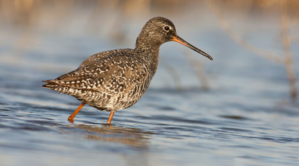 Spotted Redshank