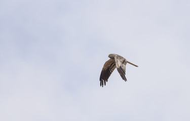 Montagu's harrier (Circus pygargus)