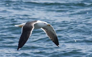 Fototapeta na wymiar Lesser Black-backed Gull (Larus fuscus)