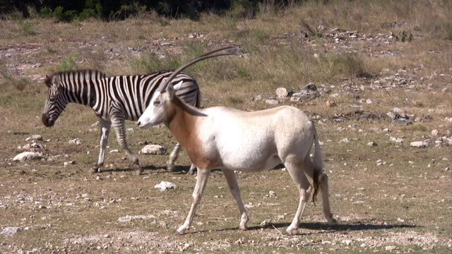 Zebras and Scimitar Horned Oryx walking by HD