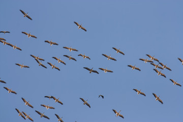 White Pelicans (Pelecanus onocrotalus)