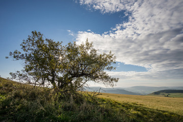 Fototapeta na wymiar Einsamer Baum im Mittelgebirge