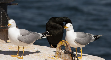 Caspian Gull