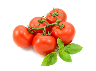 Tomatoes on the vine with fresh basil leaves
