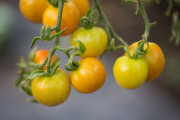 Tomaten im Gewächshaus