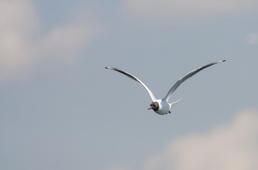 Black-headed Gull (Chroicocephalus ridibundus)