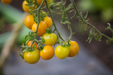 Tomaten im Glashaus, Gewächshaus