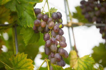 Trauben im Gewächshaus