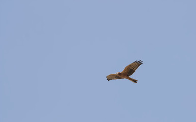 Montagu's harrier (Circus pygargus)