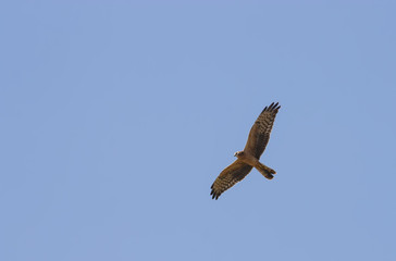 Montagu's harrier (Circus pygargus)