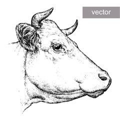 engrave cow illustration