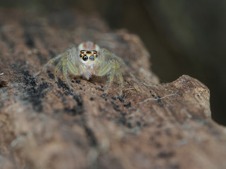Jumping Spider/Jumping Spider