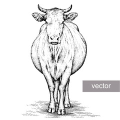 engrave cow illustration