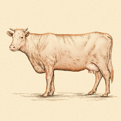 engrave cow illustration