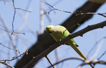Ring-necked Parakeet (Psitacula krameri)