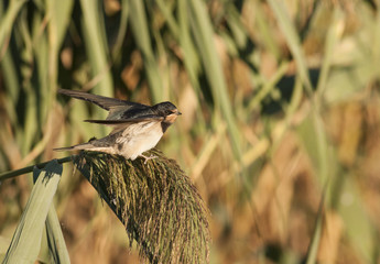 Barn Swallow (Hirundo rustica)