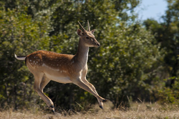 Great Warbler sing in reed