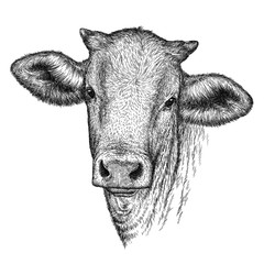 engrave cow illustration