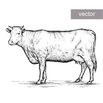engrave cow illustration