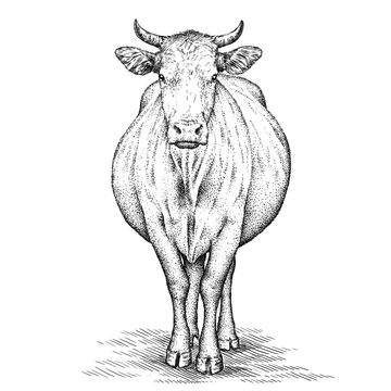 Engrave Cow Illustration