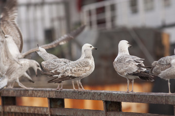Caspian Gull