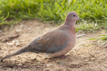Laughing Dove (Spilopelia senegalensis)