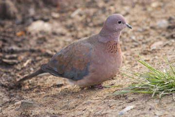 Laughing Dove (Spilopelia senegalensis)