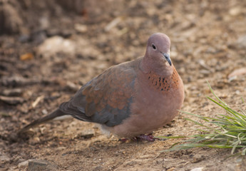 Laughing Dove (Spilopelia senegalensis)